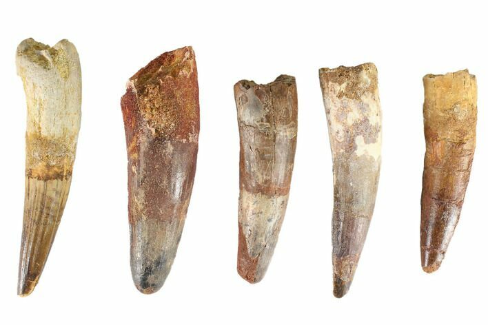 Lot: -, Bargain Spinosaurus Teeth - Pieces #86485